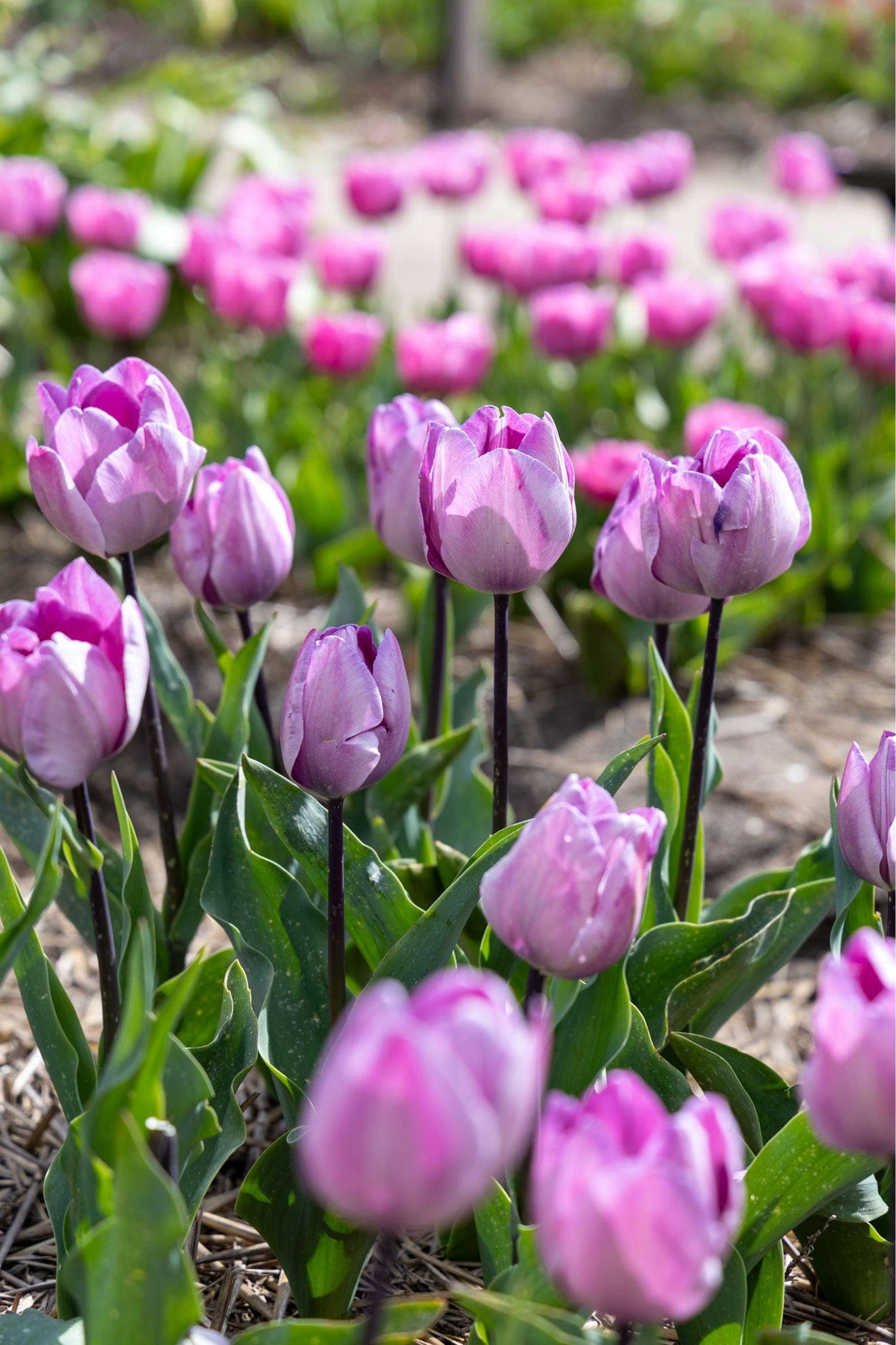 Tulpe 'Jacuzzi'